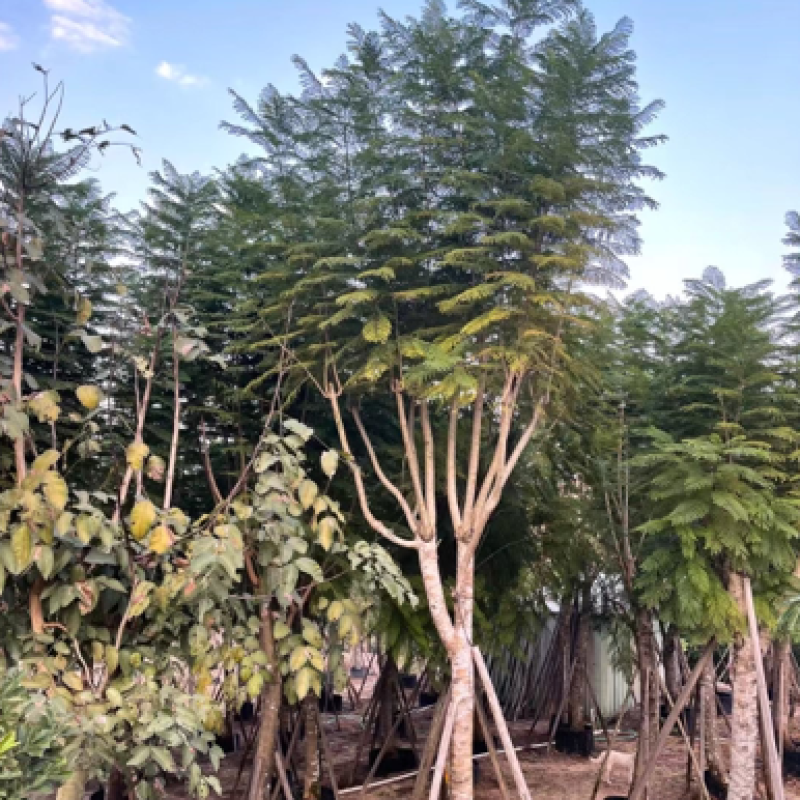 蓝花楹8-10-12-15-分大量现货，需要的老板来电咨询