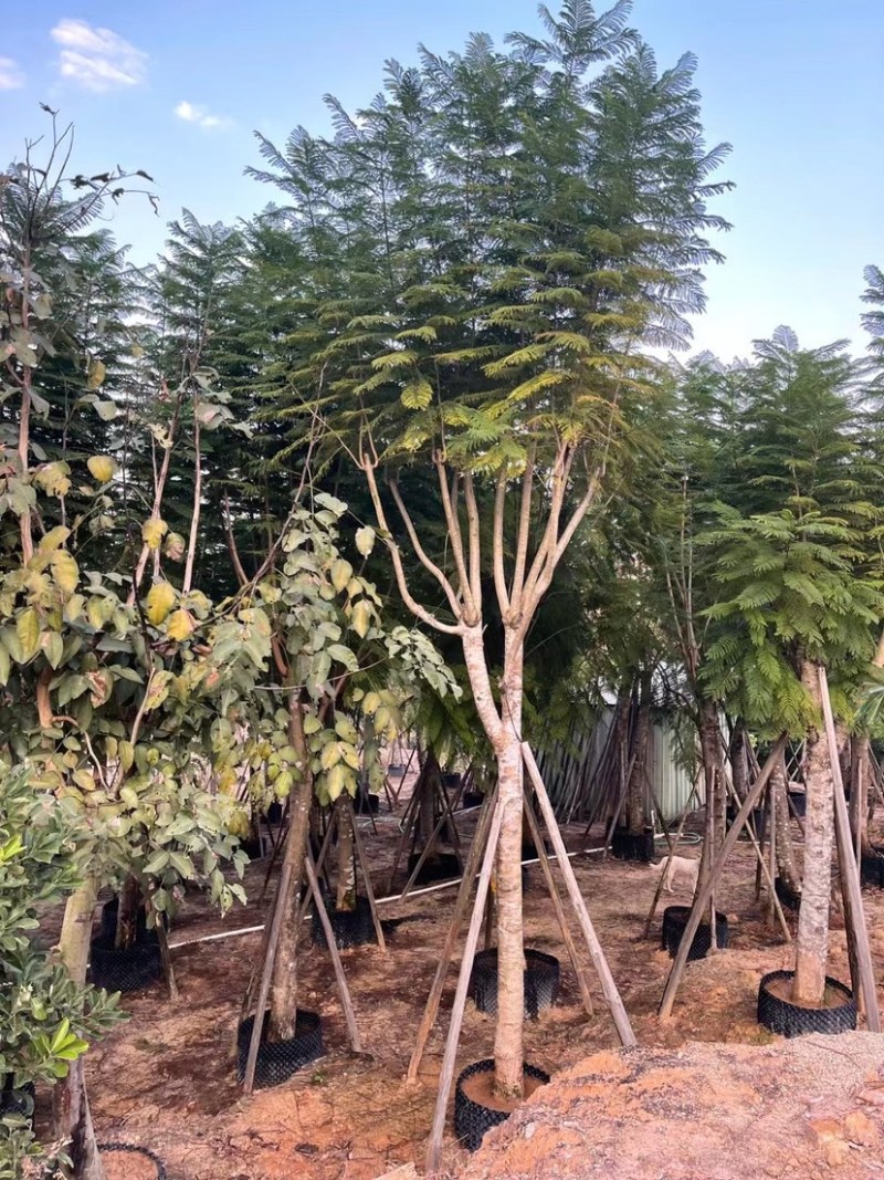蓝花楹8-10-12-15-分大量现货，需要的老板来电咨询