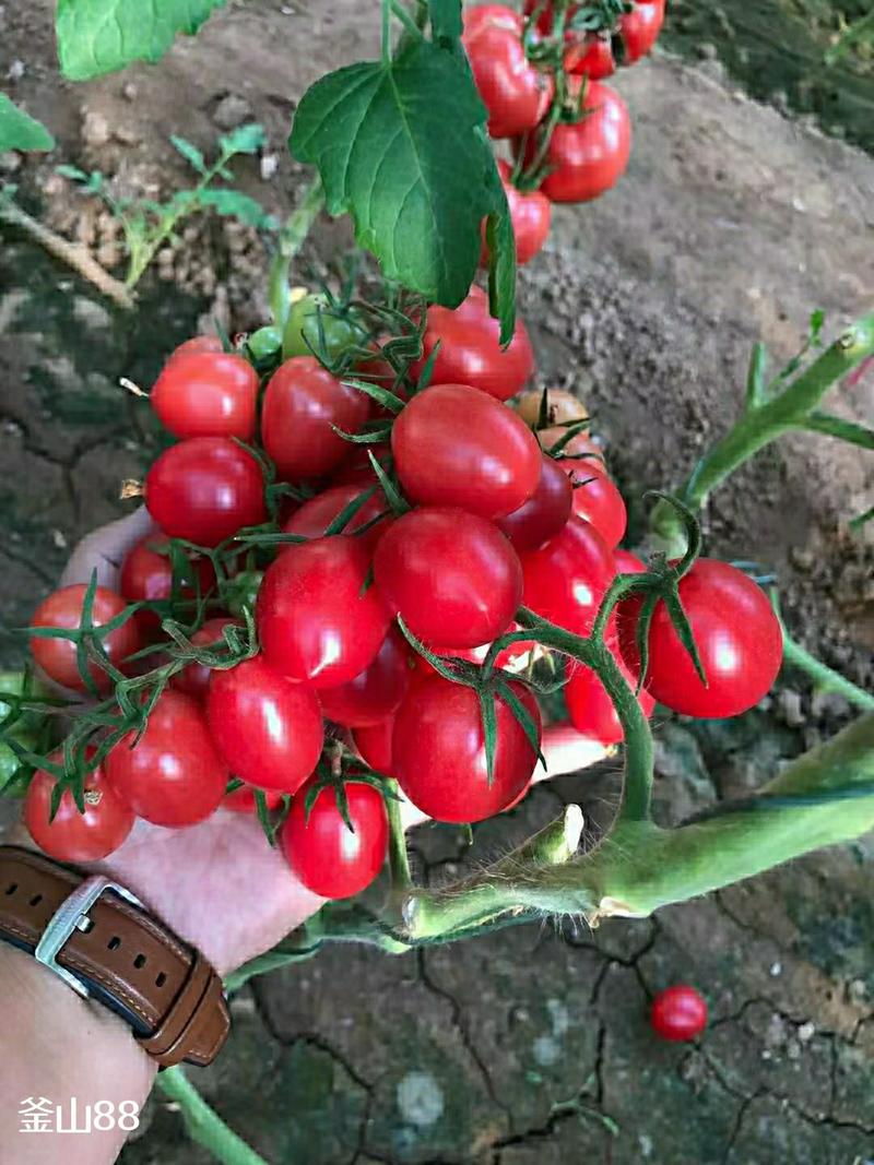寿光耀森种苗釜山88口感小番茄，原包装进口种子产量高