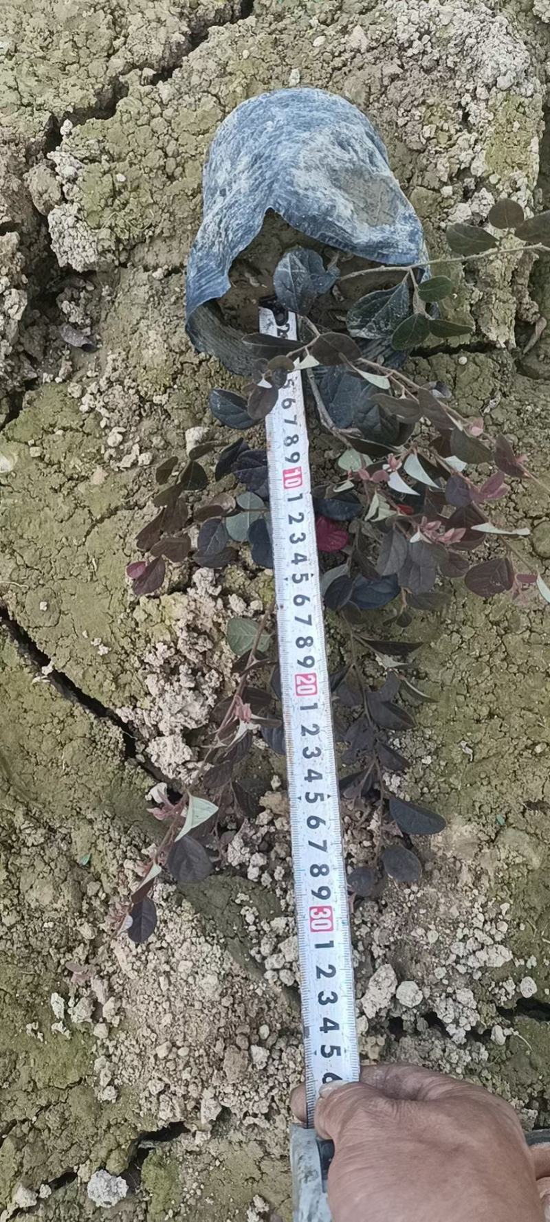 湖南红继木苗，红花继木杯苗，红继木，红继木苗