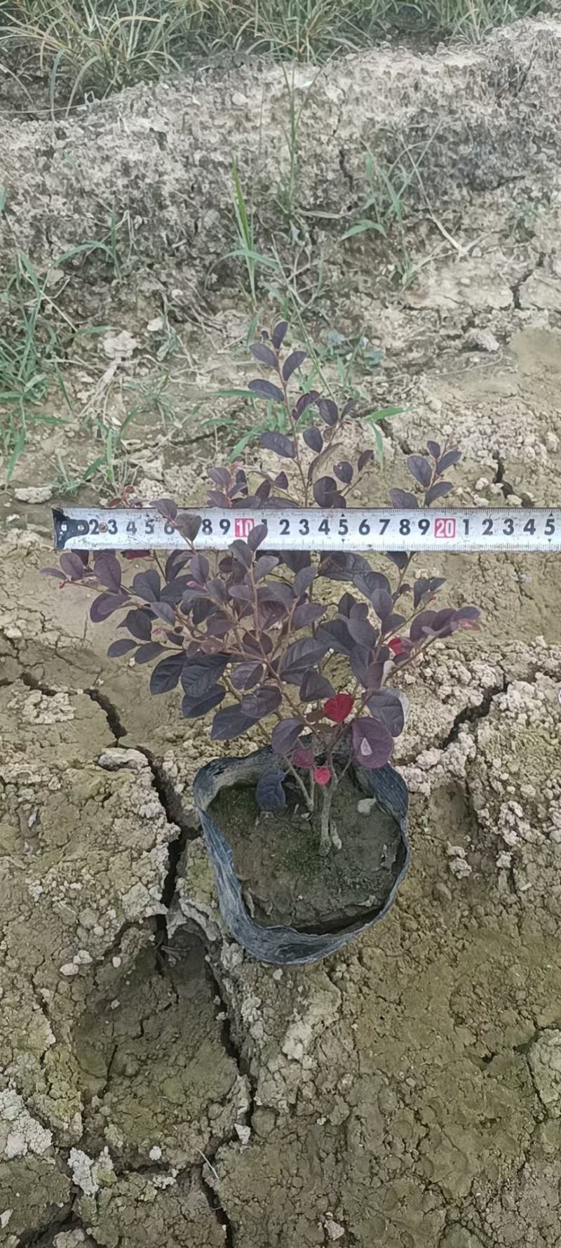 湖南红继木苗，红花继木杯苗，红继木，红继木苗