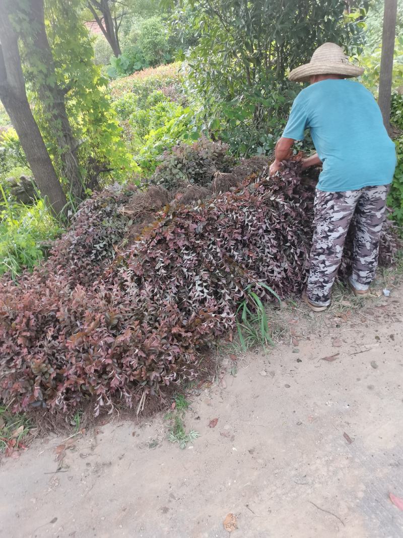 湖南红继木苗，红花继木杯苗，红继木，红继木苗