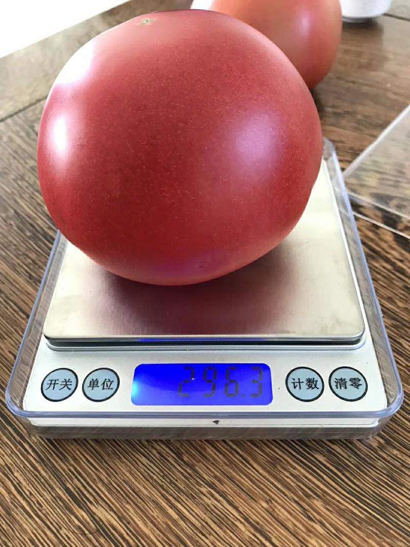 西红柿苗（粉果）——粉艳734高抗病，高产量