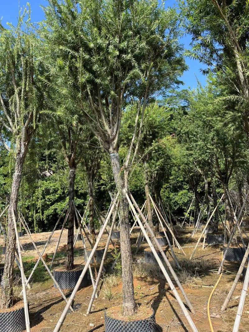 【荐】红千层，串钱柳。各种规格齐全。支持视频看货品质保证