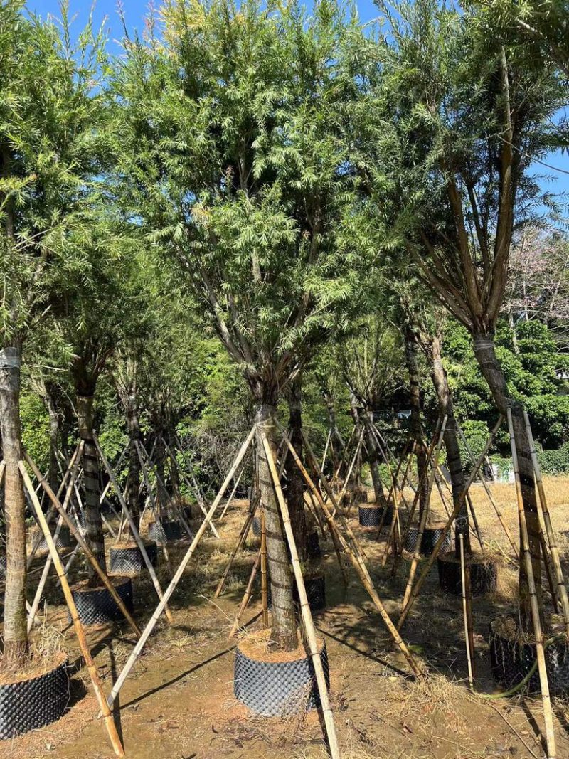 【荐】红千层，串钱柳。各种规格齐全。支持视频看货品质保证