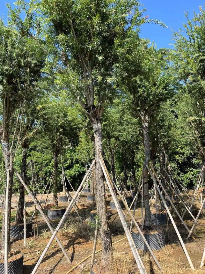 【荐】红千层，串钱柳。各种规格齐全。支持视频看货品质保证