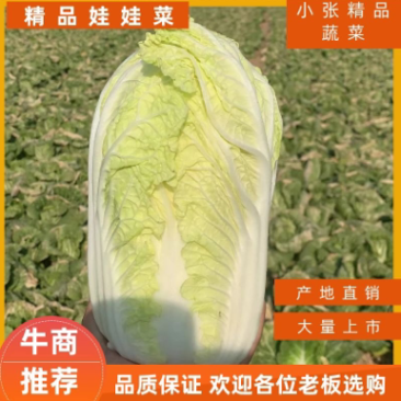 河南省鹿邑县娃娃菜，颗大，黄度高24小时视屏看货