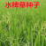 水稗草种子小米草种子水草种子鱼虾蟹养殖牧草量大优惠