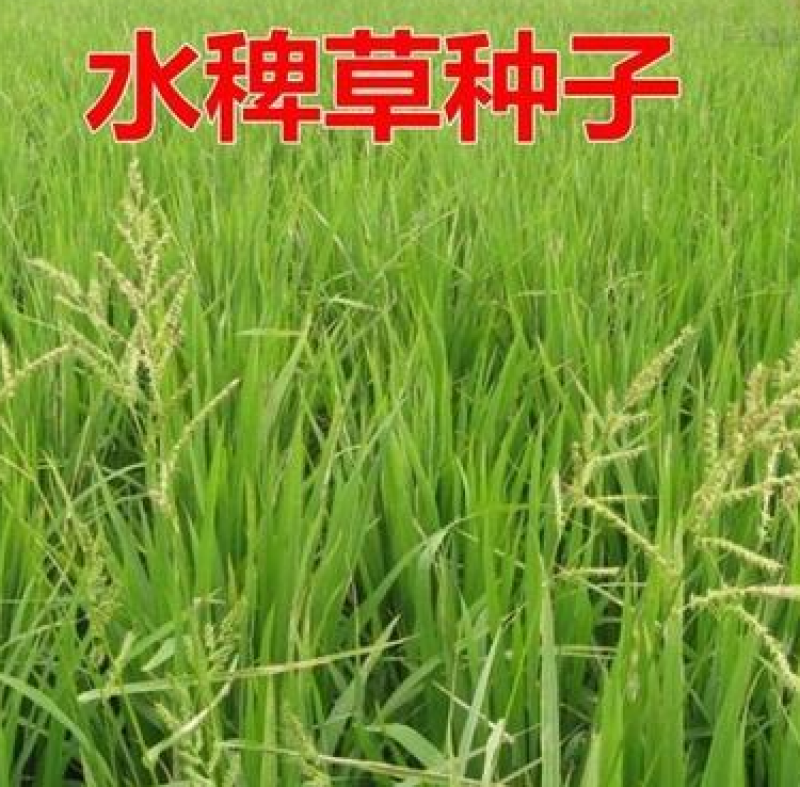 水稗草种子小米草种子水草种子鱼虾蟹养殖牧草量大优惠