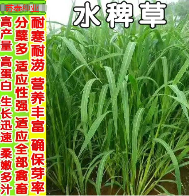 水稗草种子小米草种子水草种子鱼虾蟹养殖牧草量大优惠