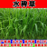 水稗草种子小米草种子水草种子鱼虾蟹养殖牧草量大优惠