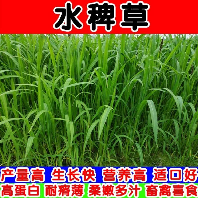 水稗草种子小米草种子水草种子鱼虾蟹养殖牧草量大优惠