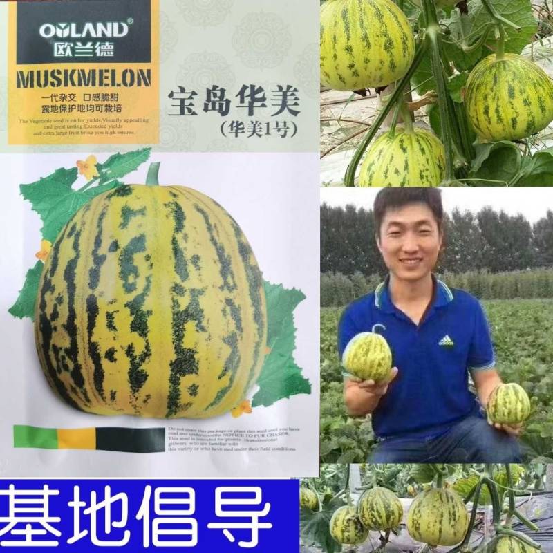 宝岛华美甜瓜种子早熟花皮花豹纹花斑纹甜瓜种子
