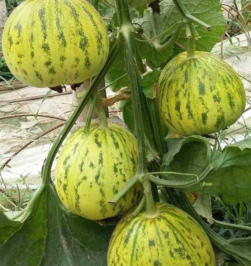 宝岛华美甜瓜种子早熟花皮花豹纹花斑纹甜瓜种子