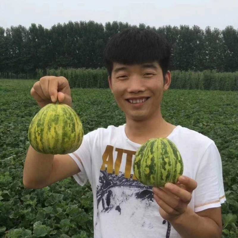 宝岛华美甜瓜种子早熟花皮花豹纹花斑纹甜瓜种子
