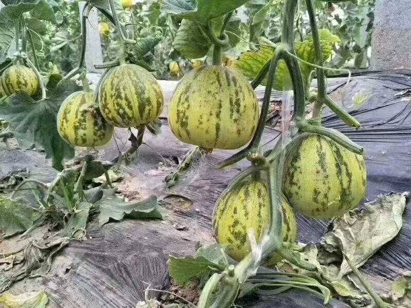 宝岛华美甜瓜种子早熟花皮花豹纹花斑纹甜瓜种子