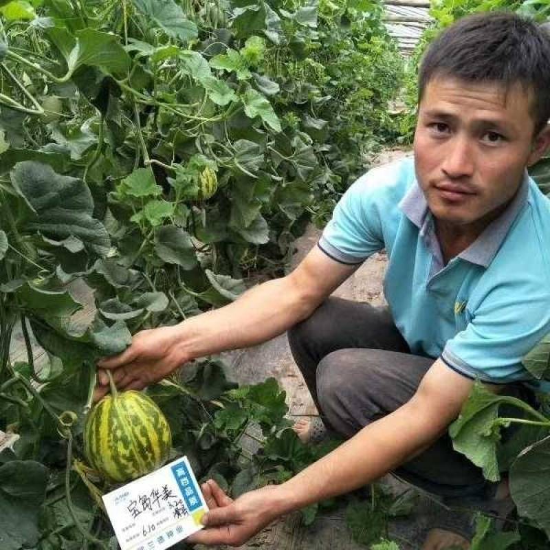 宝岛华美甜瓜种子早熟花皮花豹纹花斑纹甜瓜种子