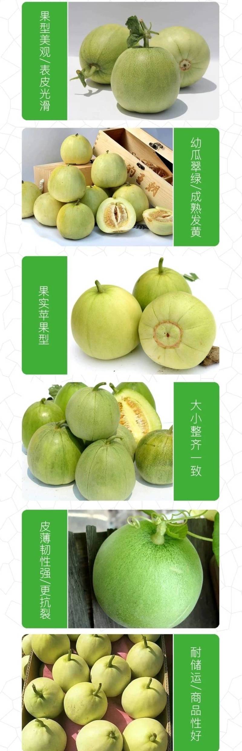 南佳甜瓜种子高端日本进口甜宝甜瓜种子黄绿皮，薄皮好吃