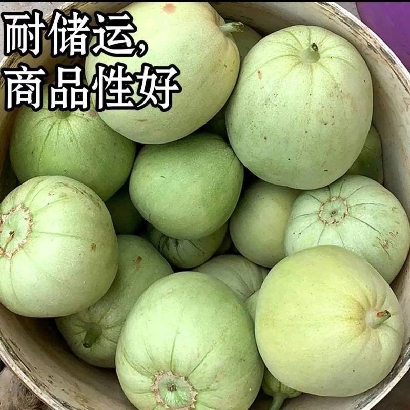 南佳甜瓜种子高端日本进口甜宝甜瓜种子黄绿皮，薄皮好吃