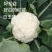 白玉108越冬180松花菜主流品种欢迎新老朋友进店选购