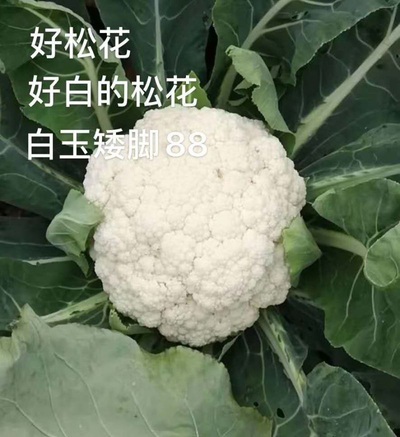 白玉108越冬180松花菜主流品种欢迎新老朋友进店选购