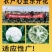 白玉108越冬180松花菜主流品种欢迎新老朋友进店选购