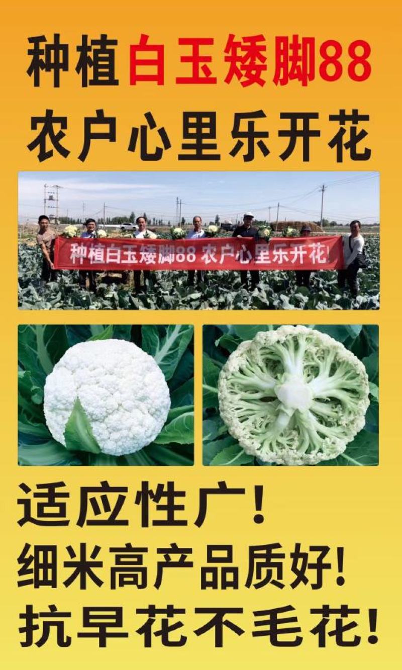 白玉108越冬180松花菜主流品种欢迎新老朋友进店选购