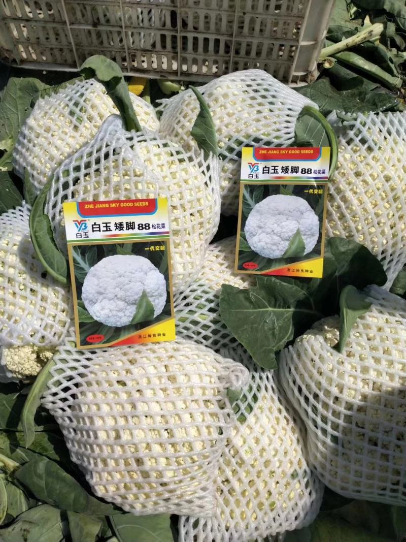 白玉108越冬180松花菜主流品种欢迎新老朋友进店选购