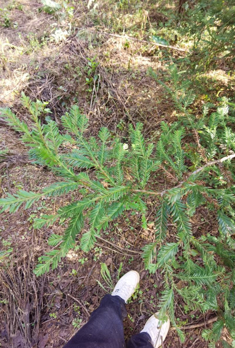 北美红杉8～20分