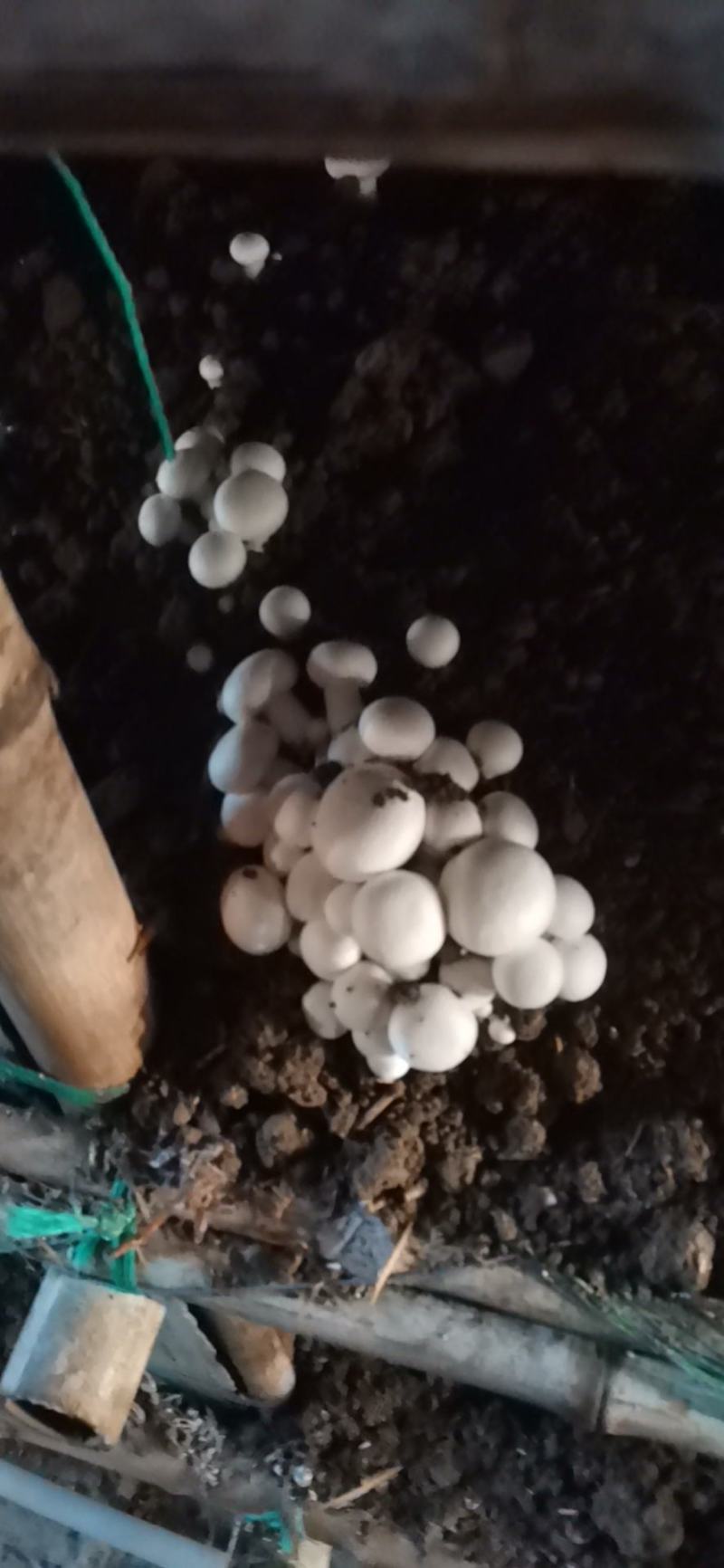 双胞菇，天龙双胞菇种植合作社