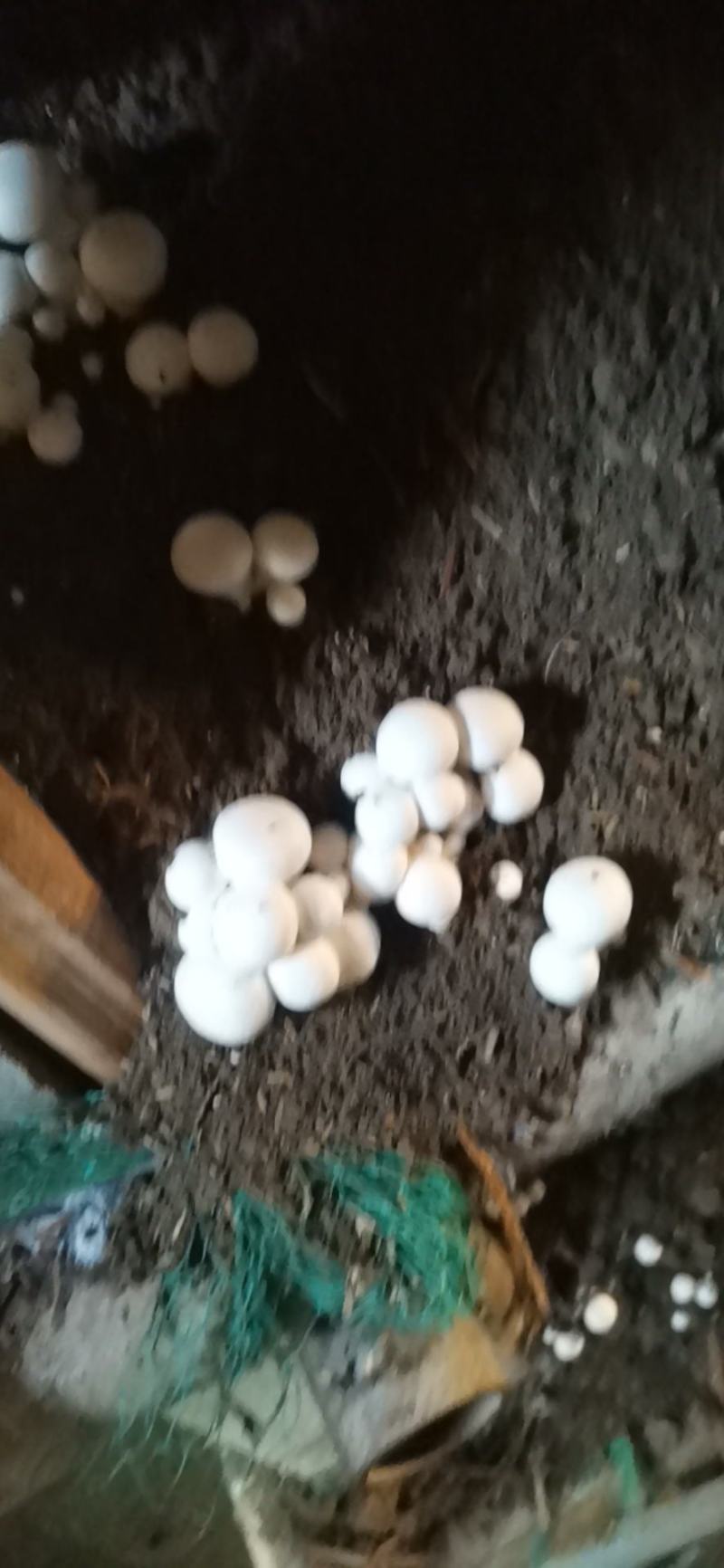 双胞菇，天龙双胞菇种植合作社