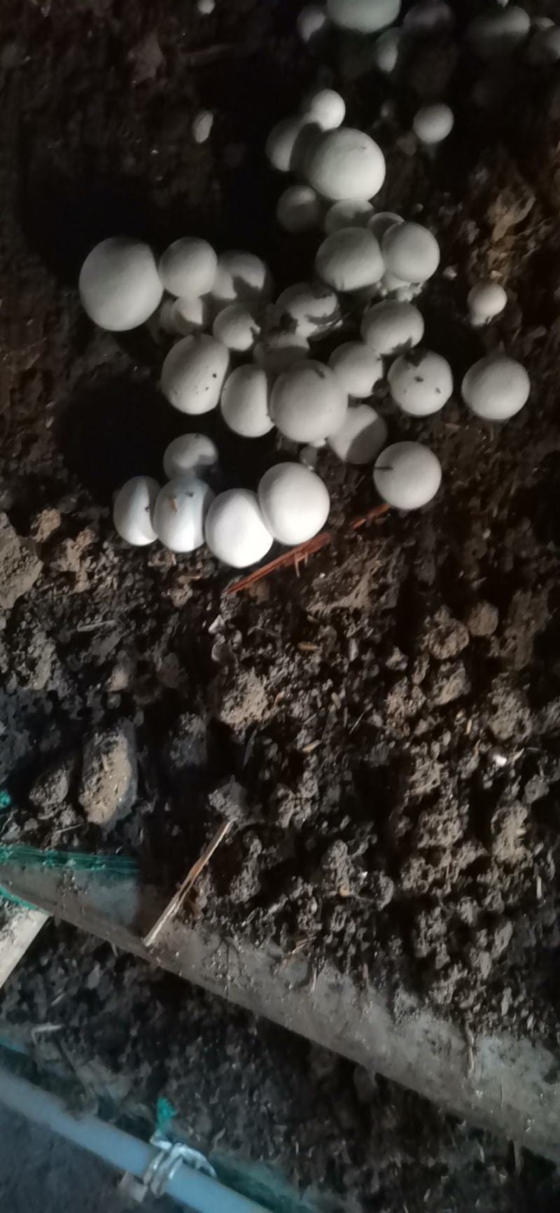 双胞菇，天龙双胞菇种植合作社