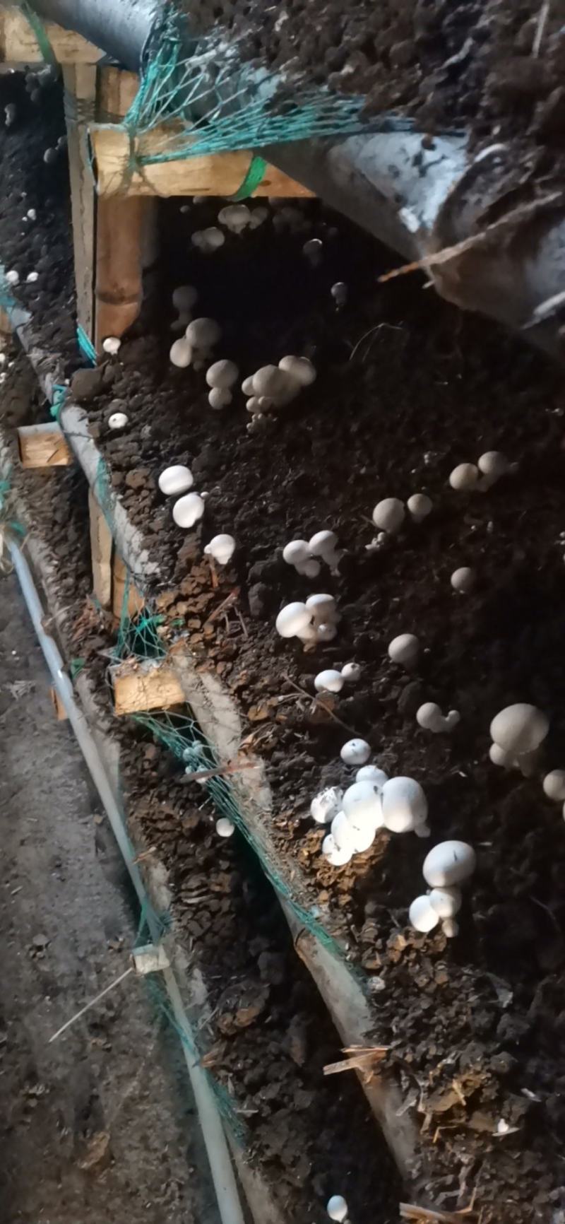 双胞菇，天龙双胞菇种植合作社