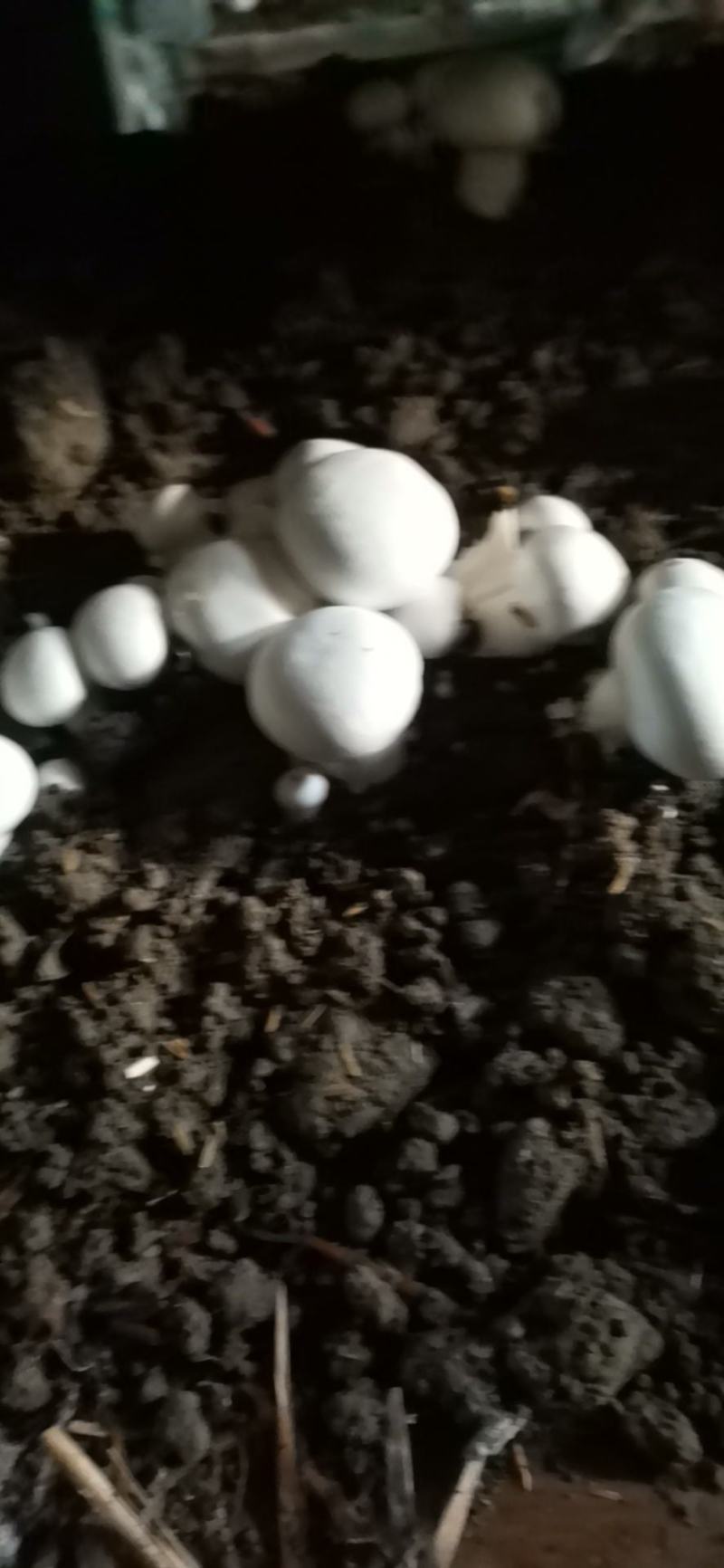 双胞菇，天龙双胞菇种植合作社