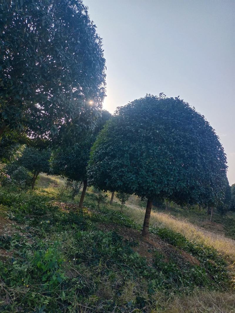 桂花，金桂，精品精修，自家苗圃一手货源，10至20公分