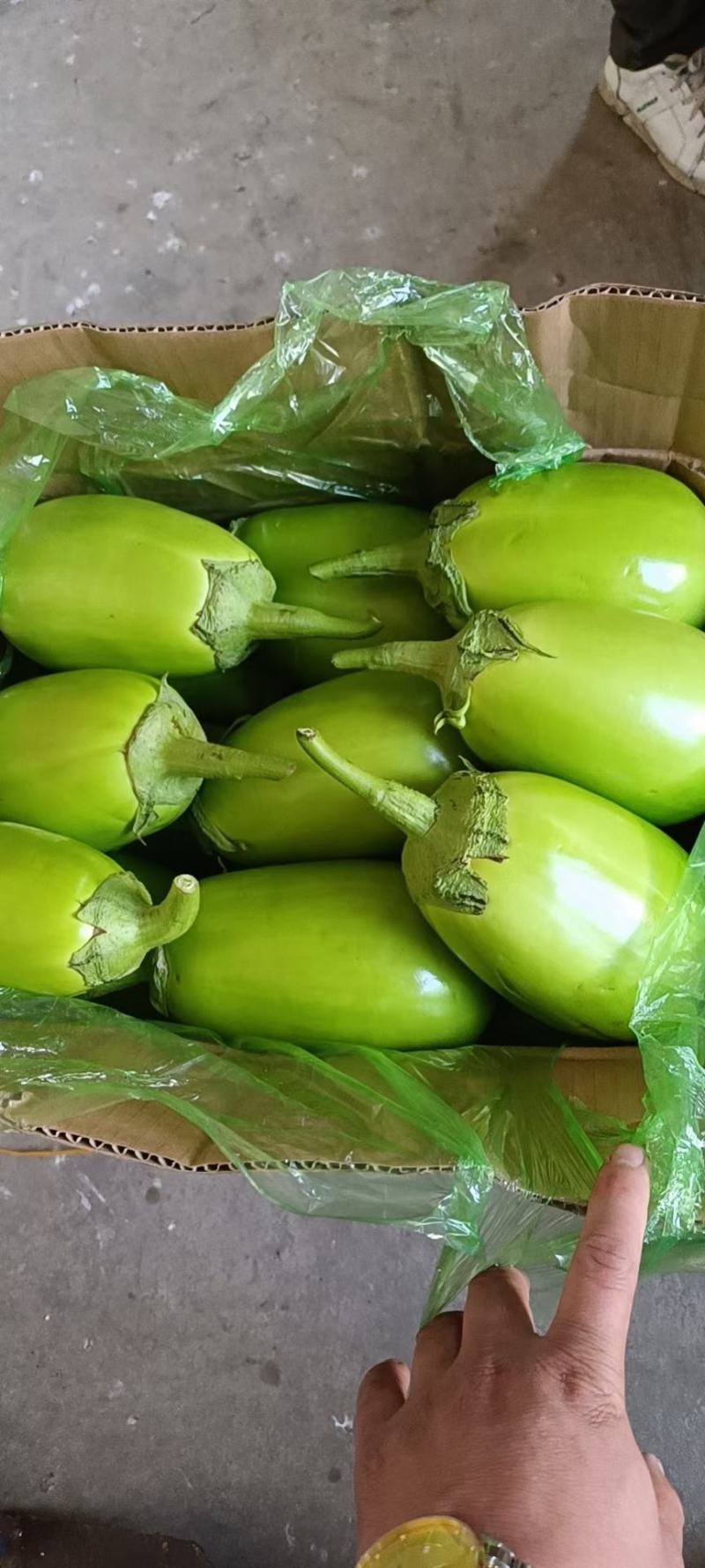 东北暖棚青茄大量上市，5两以上新开源的小秧绿茄子保证质量