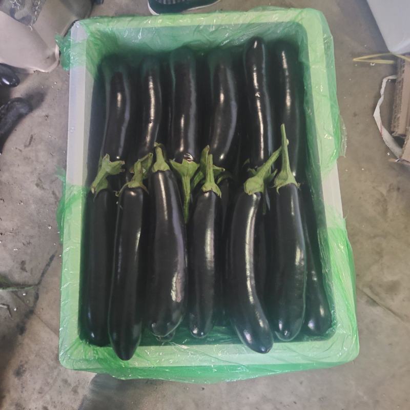 长茄子色泽光亮口感好奶运输，保证质量诚信经营