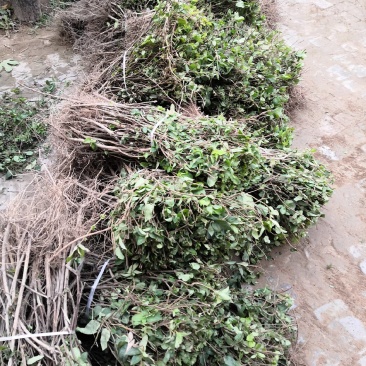 河南封丘四季树形金银花苗（汇丰一号大量出售