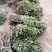 河南封丘四季树形金银花苗（汇丰一号大量出售
