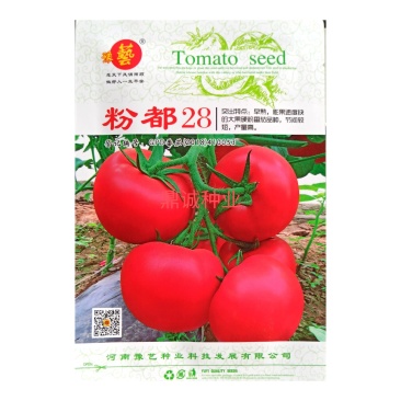 粉都28番茄种子豫艺种业抗TY粉果大果无限生长型