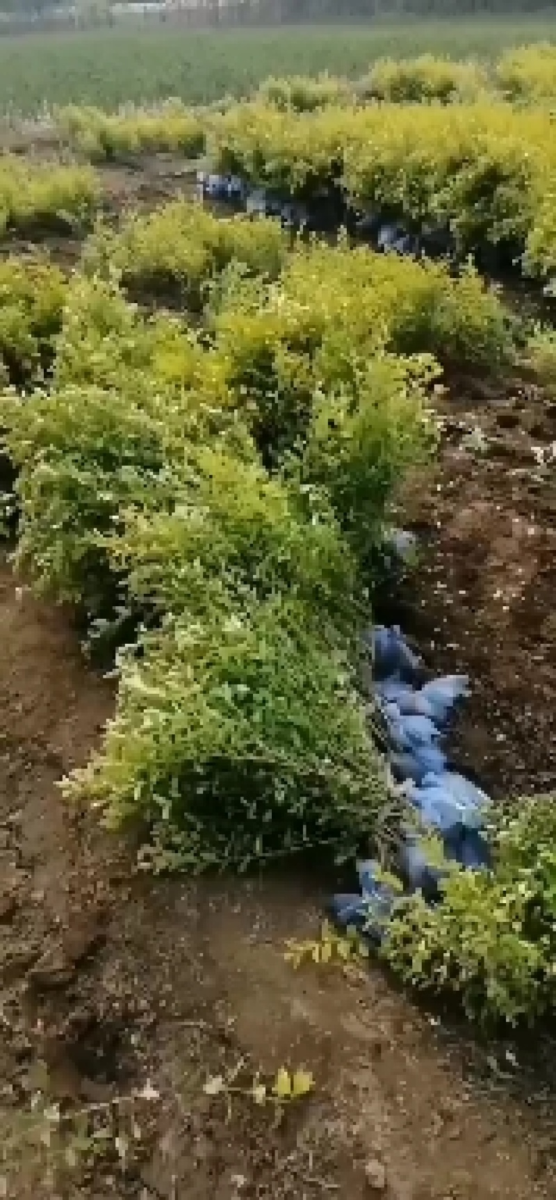 大量供应，50-80公分金叶女贞，杯苗金叶女贞
