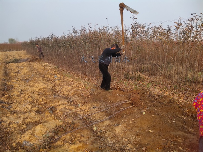 【包邮】梨树苗翠冠梨苗早熟南方种植北方耐寒梨苗果树苗
