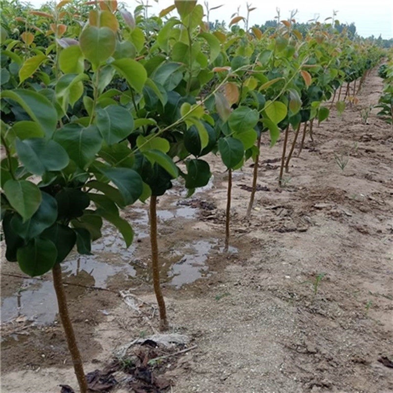 【包邮】梨树苗翠冠梨苗早熟南方种植北方耐寒梨苗果树苗