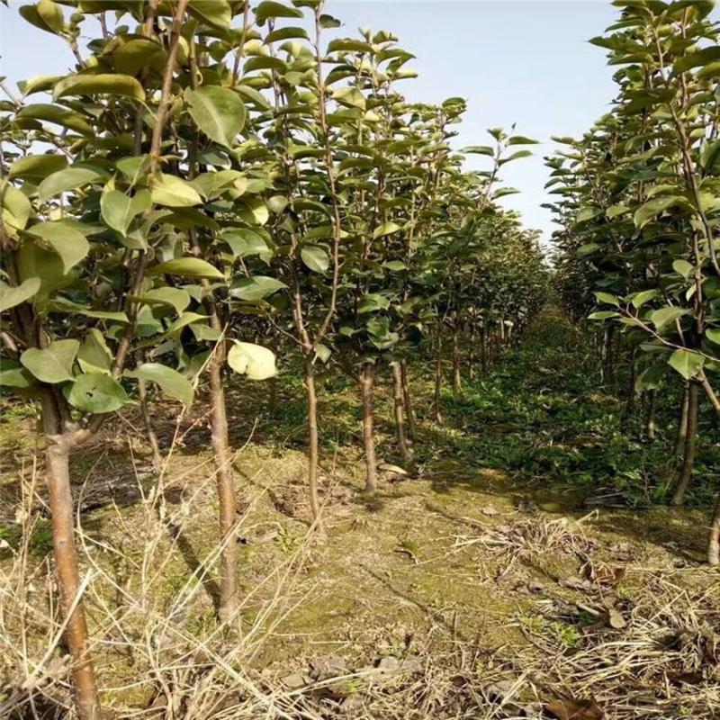 【包邮】梨树苗翠冠梨苗早熟南方种植北方耐寒梨苗果树苗