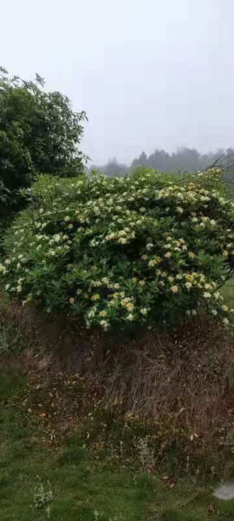 海桐球批发，海桐球种植基地