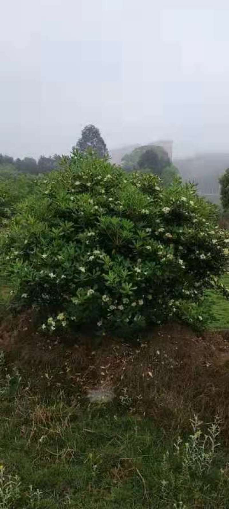 海桐球批发，海桐球种植基地