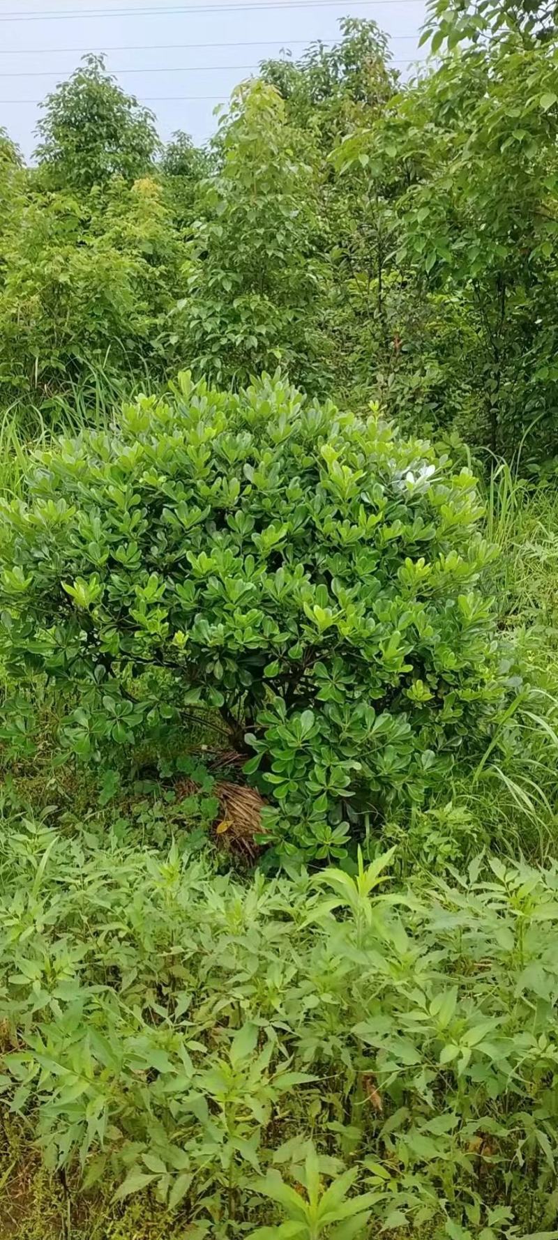 海桐球批发，海桐球种植基地