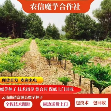【魔芋种子】云南优质花魔芋种子脱水消毒处理签合同保底