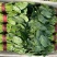 精品菠菜大量供应价格实惠一首货源货源充足