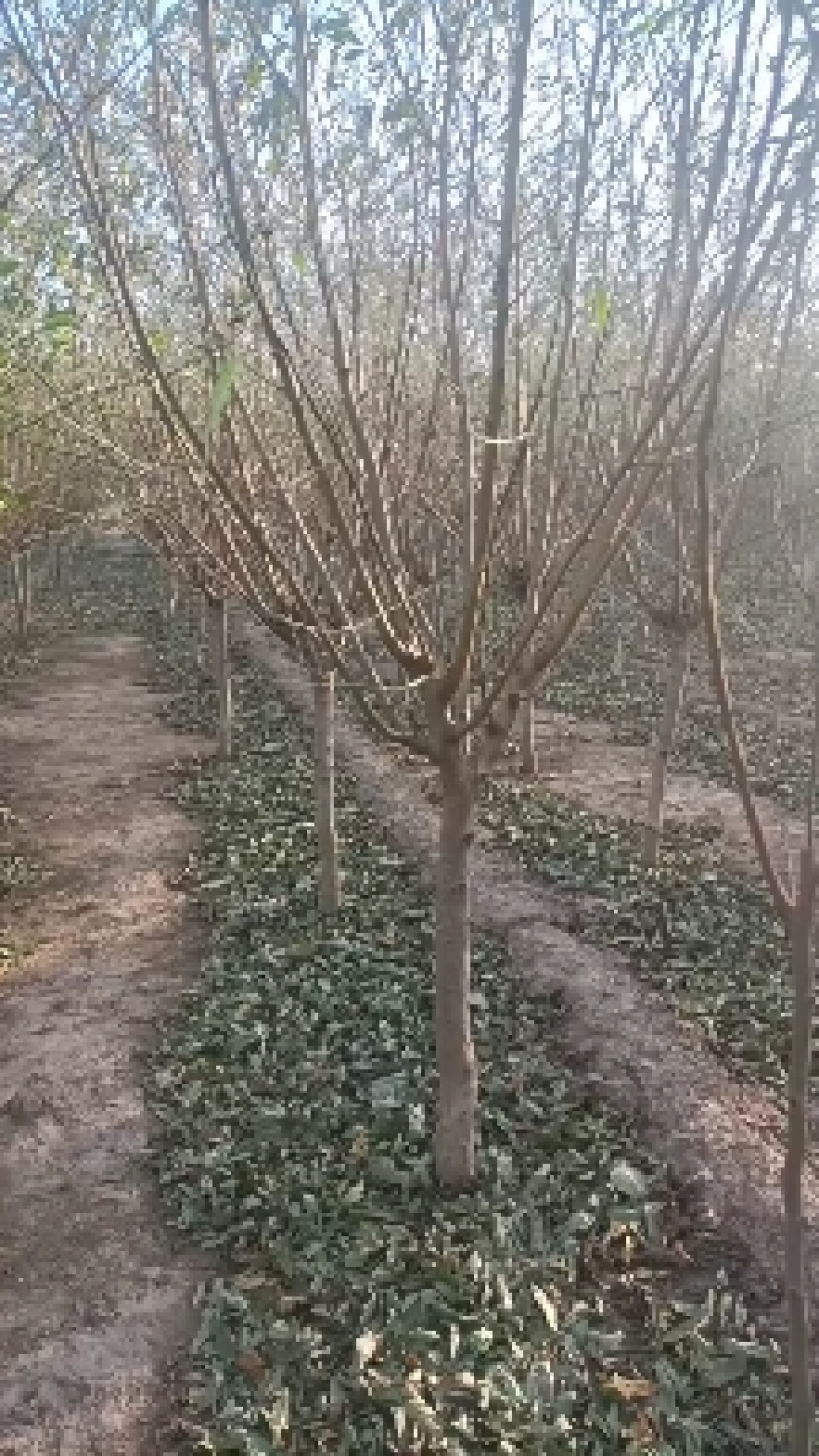 红叶碧桃4~8公分量大有需要的老板联系我